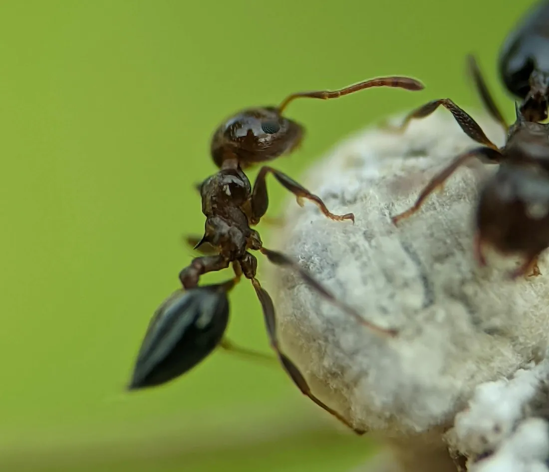 Macro photograph of a pavement ant climbing over a textured stone