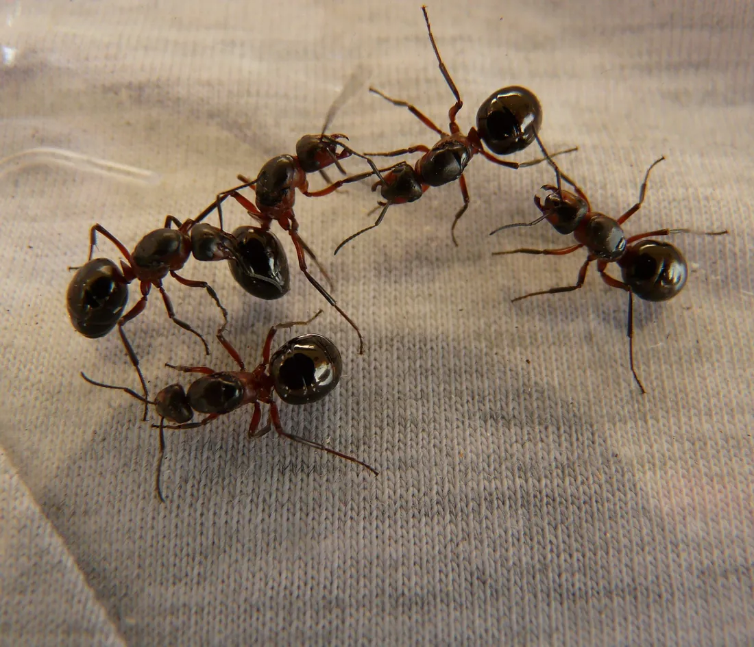 Ants travelling along the bark of a tree