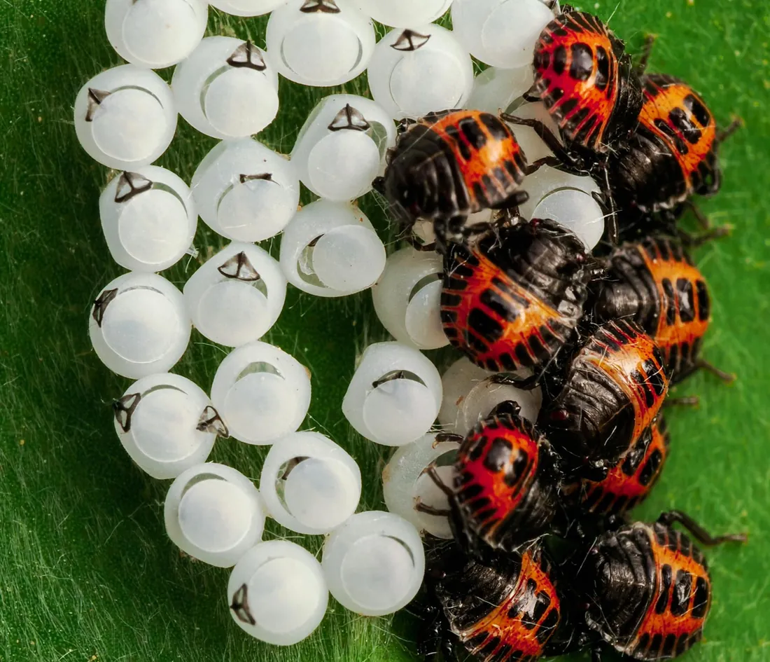 Close-up of a bed bug on fabric