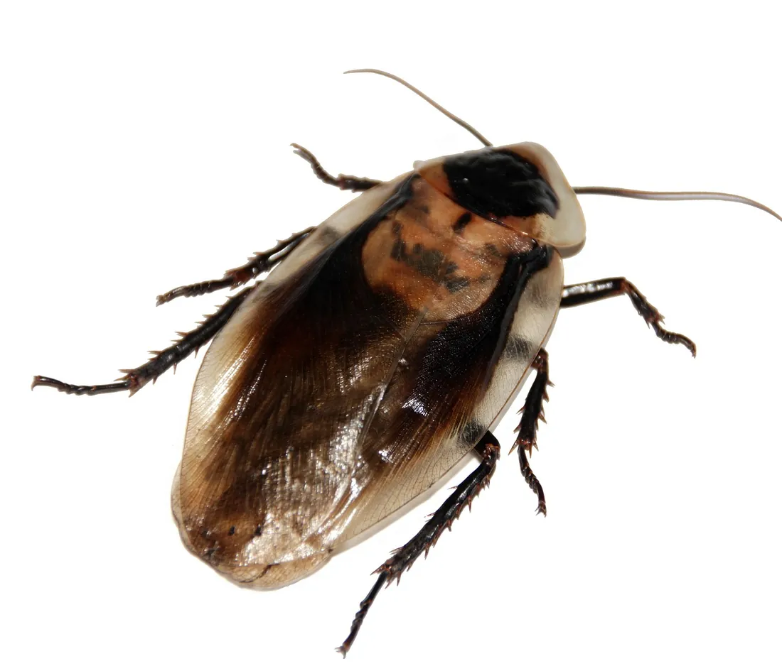 Light brown banded cockroach viewed from above