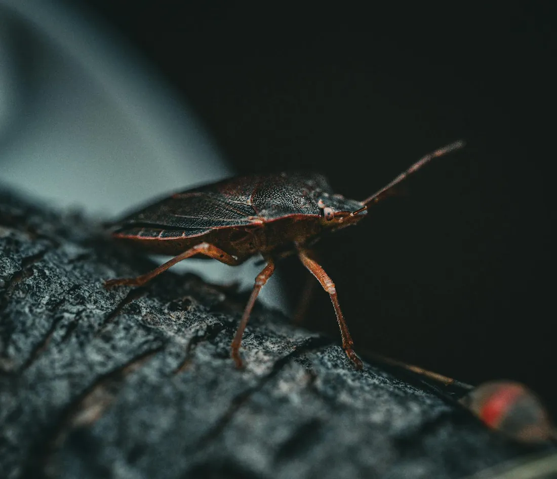 Shield-shaped brown marmorated stink bug on a leaf