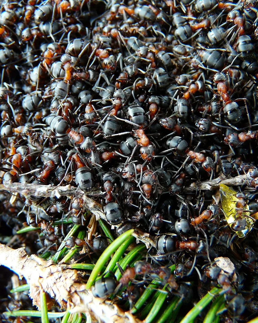 Dense colony of black and red wood ants swarming over their nest