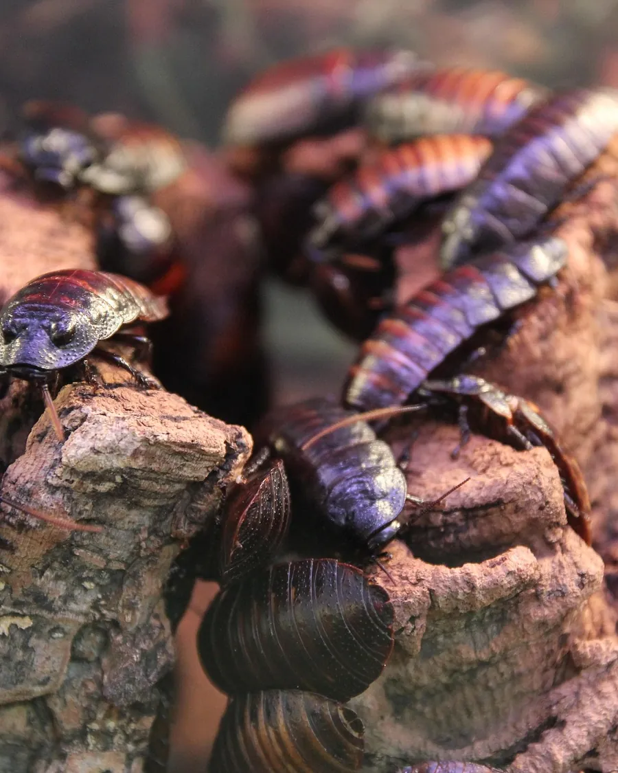 Group of large cockroaches crowded on tree bark