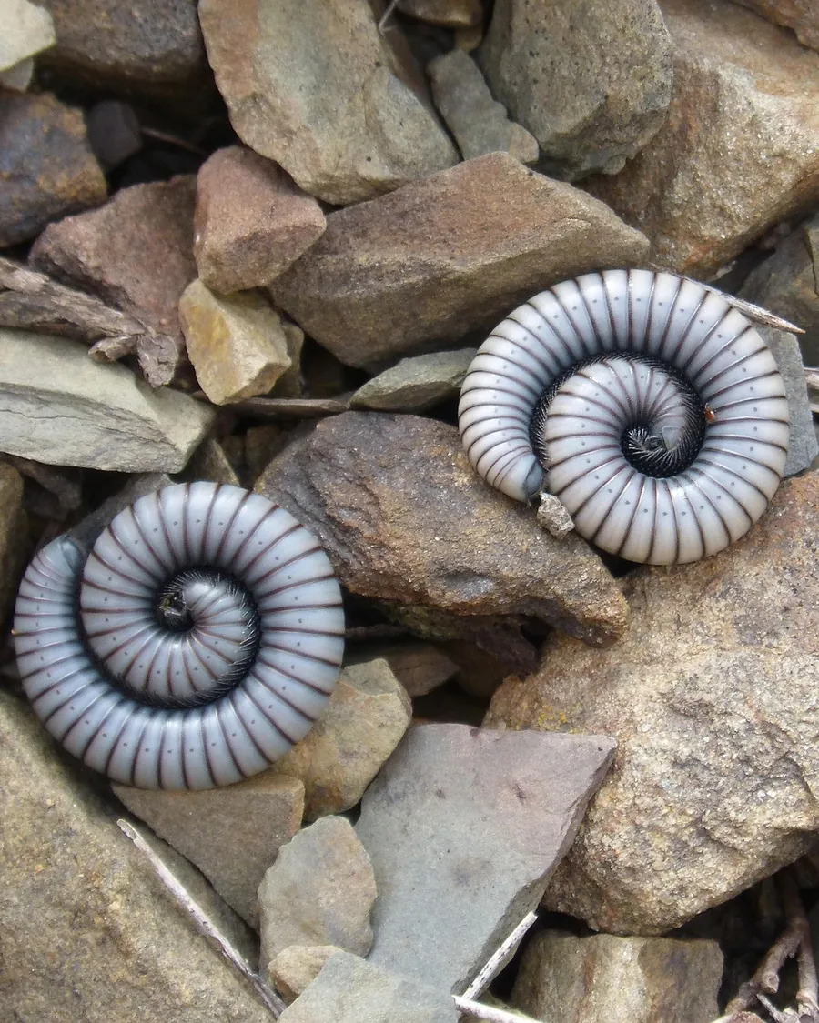 Two millipedes coiled into defensive spirals on gravel
